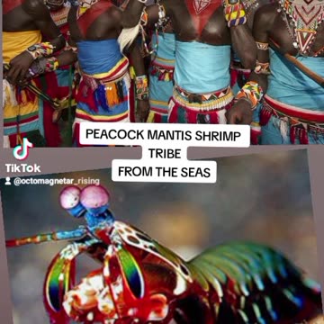 SEA MANTIS TRIBE