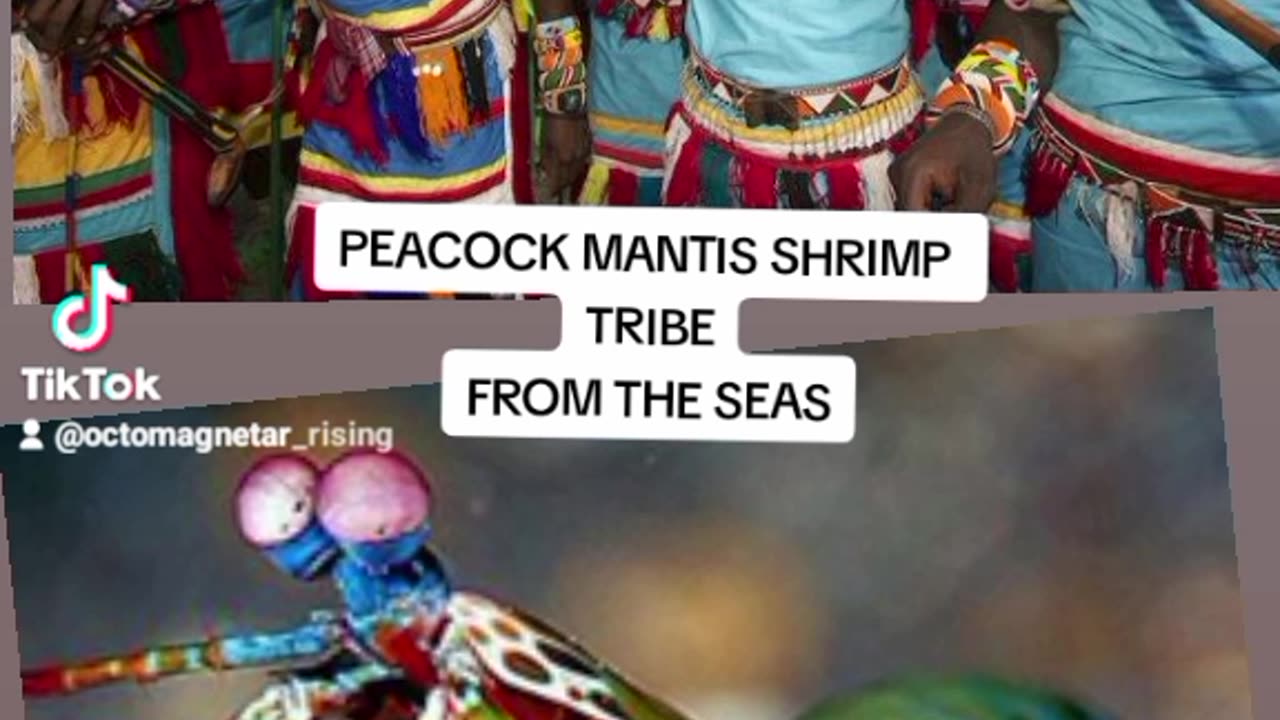 SEA MANTIS TRIBE