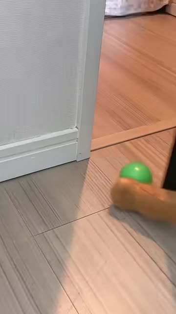 _shorts _cat _cute _drama