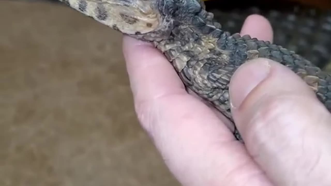 Before and after animals growing up | animal transformation