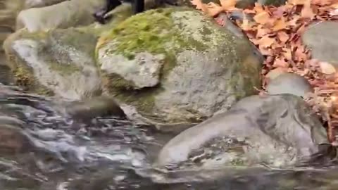 A black bear cub's first big adventure-crossing a creek