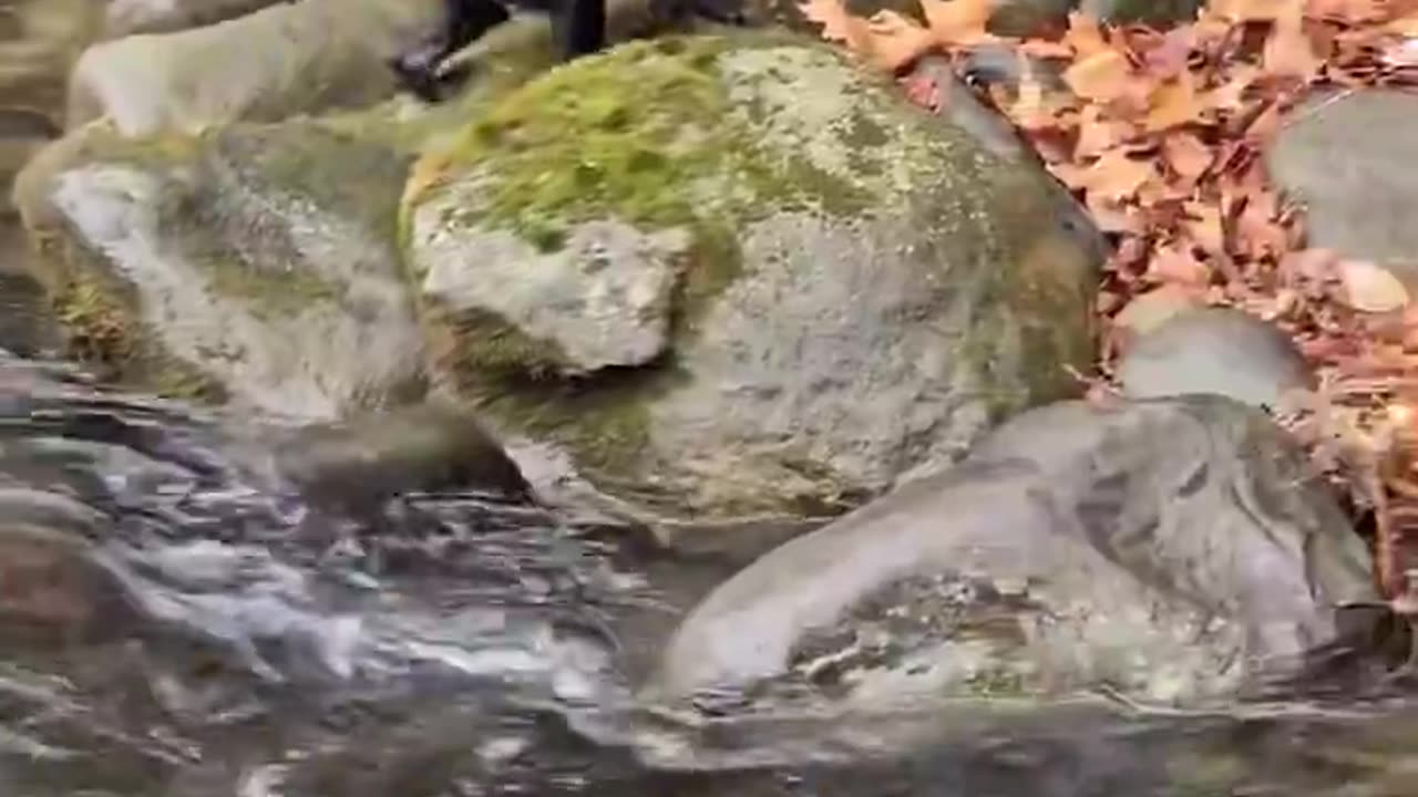 A black bear cub's first big adventure-crossing a creek