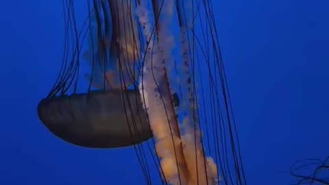 "Jellyfish Wonders: Mystical Creatures of the Deep"