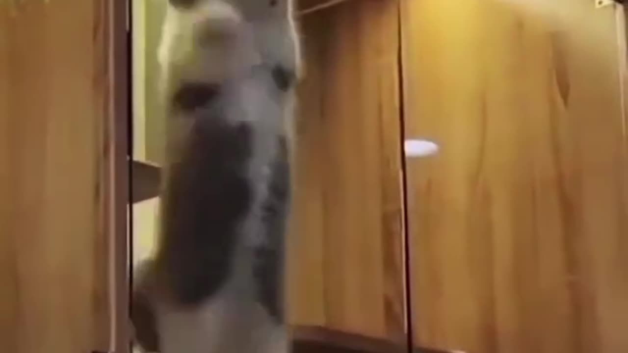 Funny video#cat#cute