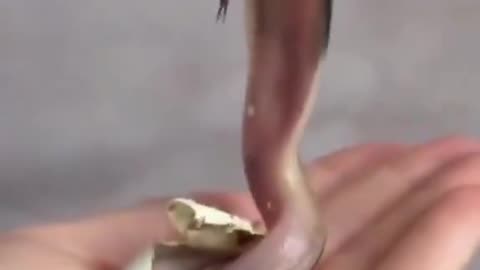 The birth of a baby Cobra