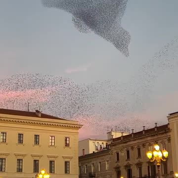 MAN CAPTURES STUNNING PHENOMENON KNOWN AS 'MURMURATION' IN ITALY