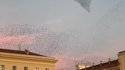 MAN CAPTURES STUNNING PHENOMENON KNOWN AS 'MURMURATION' IN ITALY