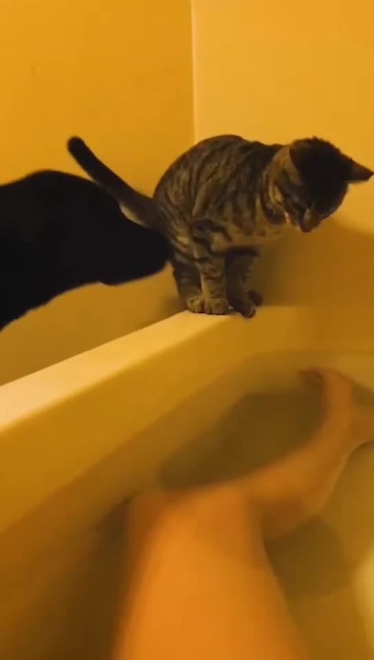 Funny Cat Fails😁😁