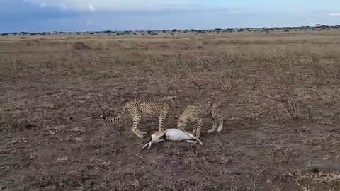 🐆🦌 Jackpot in the Serengeti! Cheetahs Stumble Upon a Feast 🍽️