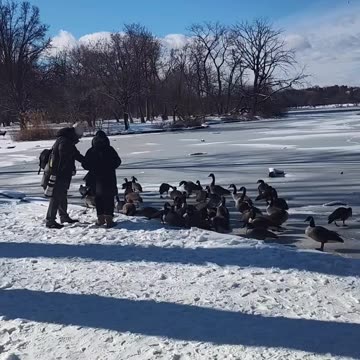 Animales quieren comer en nevada en Nueva York.