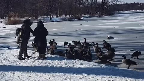 Animales quieren comer en nevada en Nueva York.