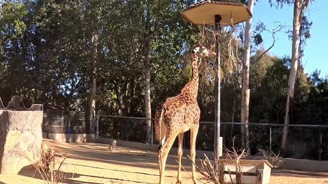 Giraffes at the San Diego Zoo