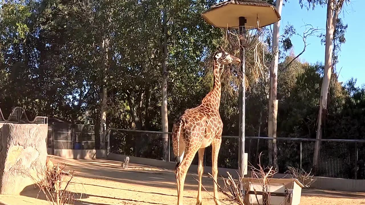 Giraffes at the San Diego Zoo