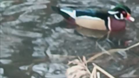 Colorful wood duck