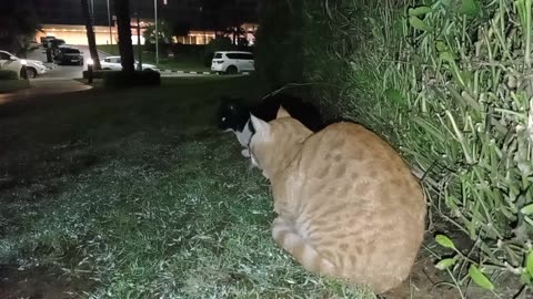 Homeless cats in Ras Al Khaimah, UAE: CHRIS MARTIN & RIHANNA #cat #cats #Rihanna #ChrisMartin #pets