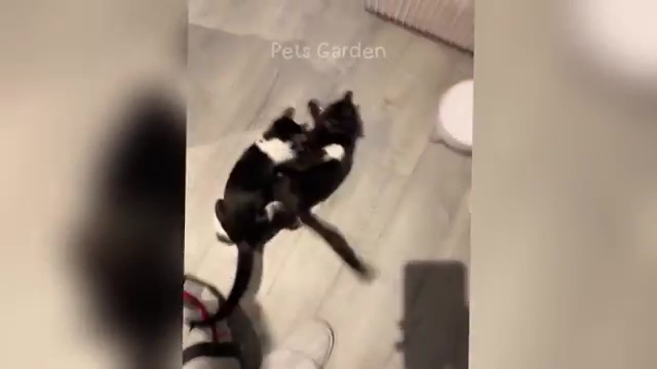 Prepare to Laugh Out Loud: The Funniest Animals You Won't Be Able to Stop Watching!"