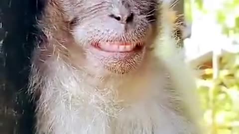 monkey funny smile new video Bandar ka funny video