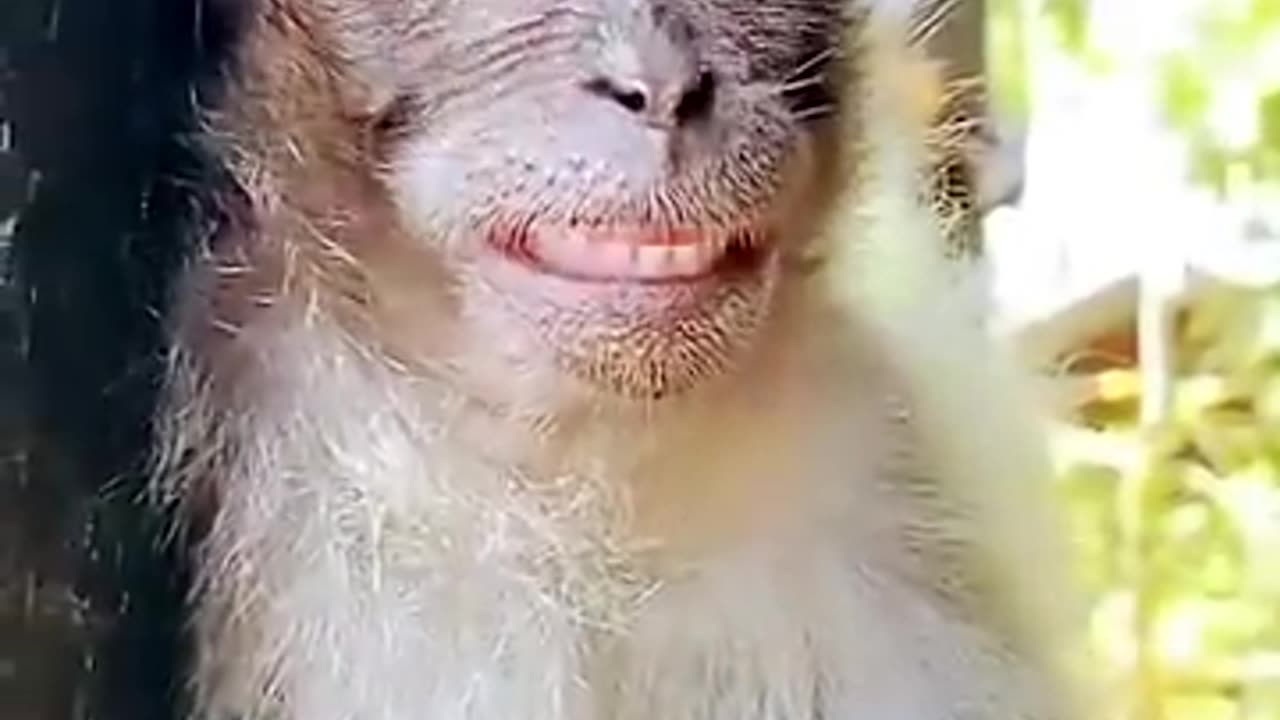monkey funny smile new video Bandar ka funny video