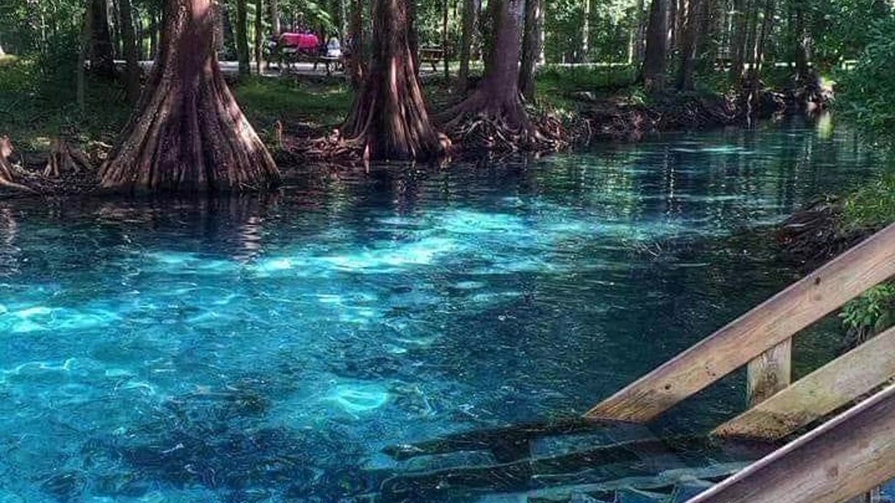 Jungle Waters and Parasites