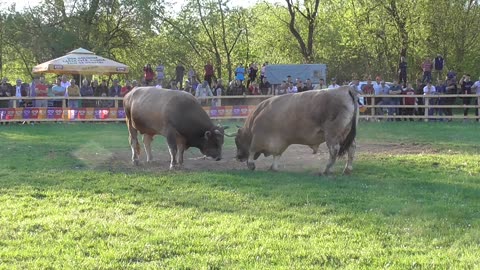 Zlatonja od Blaževića vs Zeko malj od Živčića Vitez 2024