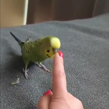 🦜🥊💥 Watch as our feathered hero fights to reclaim his ElCocco coins! 💥🥊🦜