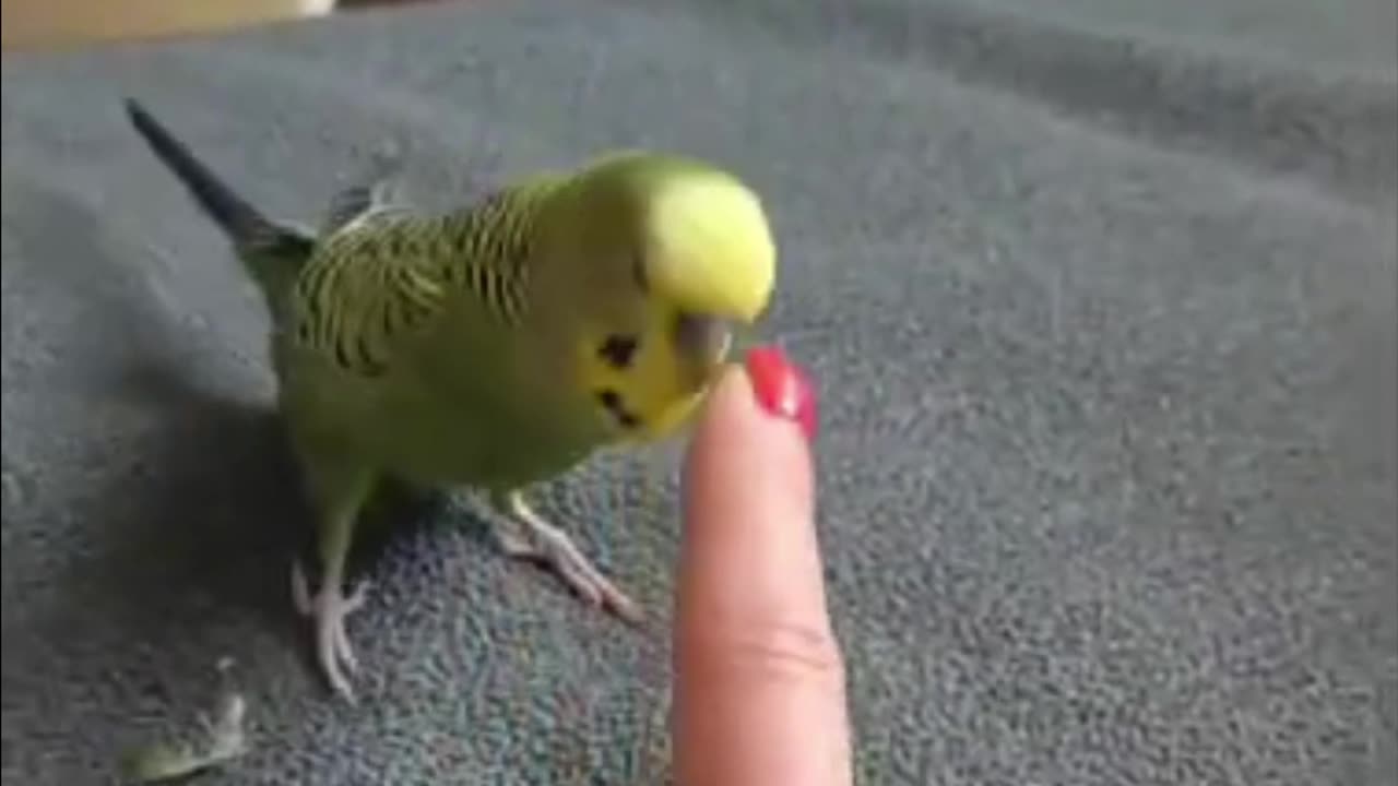 🦜🥊💥 Watch as our feathered hero fights to reclaim his ElCocco coins! 💥🥊🦜
