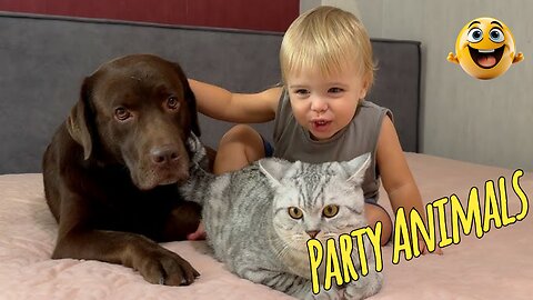 Funny Party Animals videos part 14 - Funny cats/dogs - funny animal