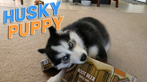 Siberian Husky Puppy Titan plays with his new favorite toy. A soda box - for hours of entertainment!