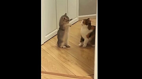 Funny Cats