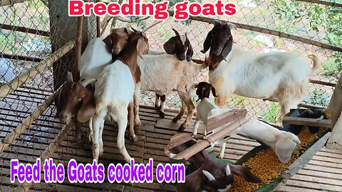 Raising goats for breeding - Feeding cooked corn to goats