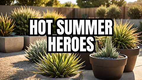 Drought-Tolerant Plants for Hot Summers!