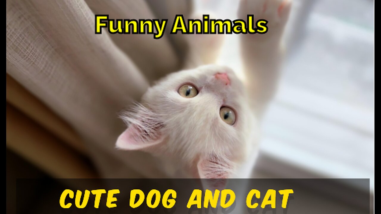 cute animals||funniest animals||funny animal video||funny pets||funny cat||new animal videos