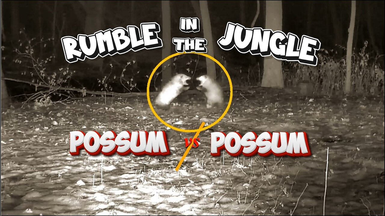 Rumble in the Jungle, Possum vs Possom!