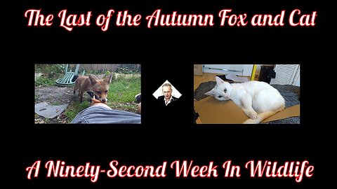 A Ninety-Second Week In Wildlife - The Last Of The Autumn Fox And Cat