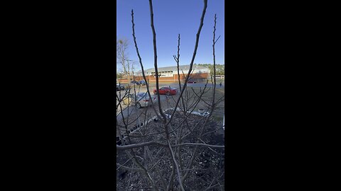 Pruning my fig tree