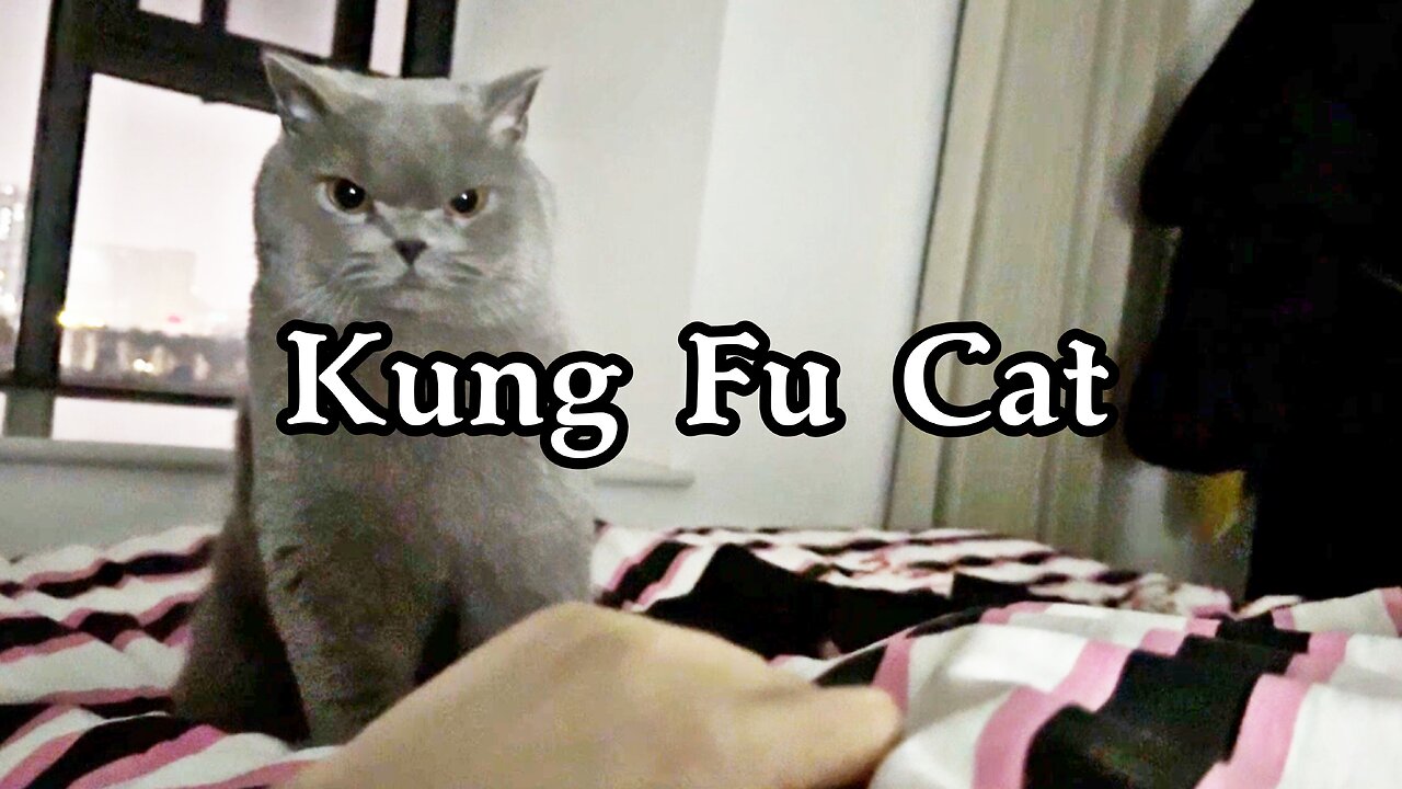 Kung Fu Cat