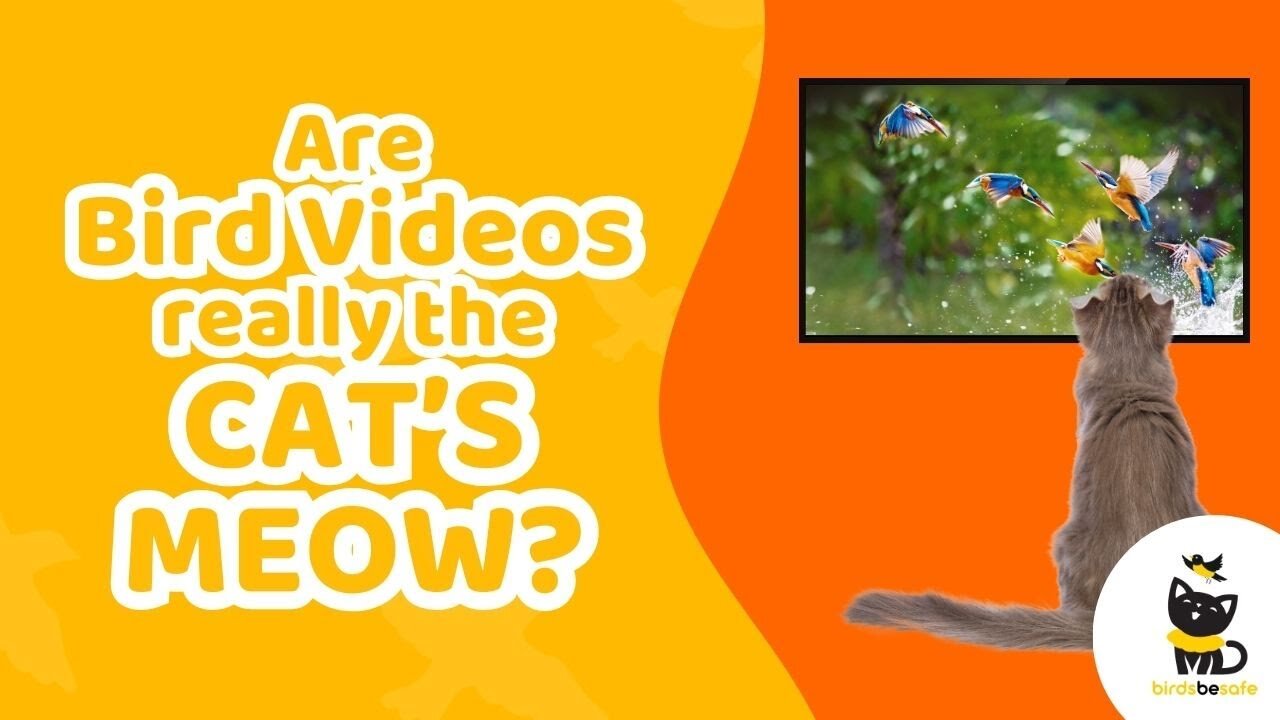 Videos for Cats to Watch - 8 Hour Birds Bonanza - Cat TV Bird Watch