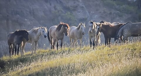 WHOA Wild Horses of America Ep 25 Theodore Roosevelt National Park in North Dakota by Karen King