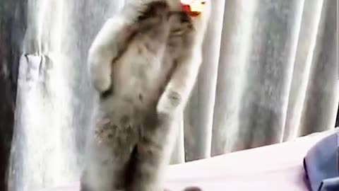 Cat fight cat confused