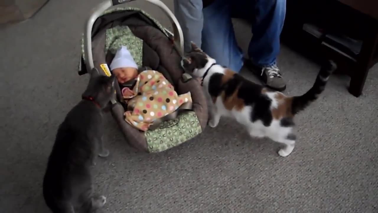 "Cat Meets Babies for the First Time – Cutest Reactions Ever!"