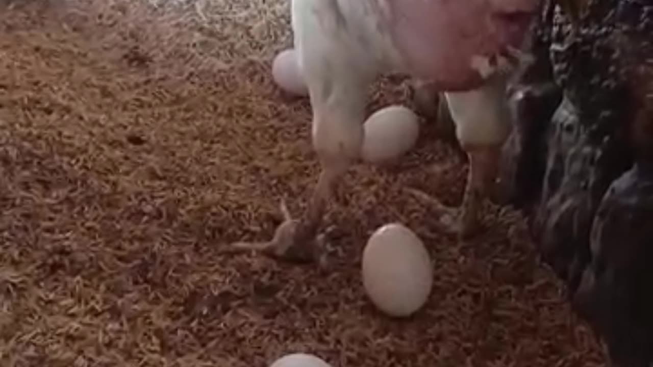 Laying an egg