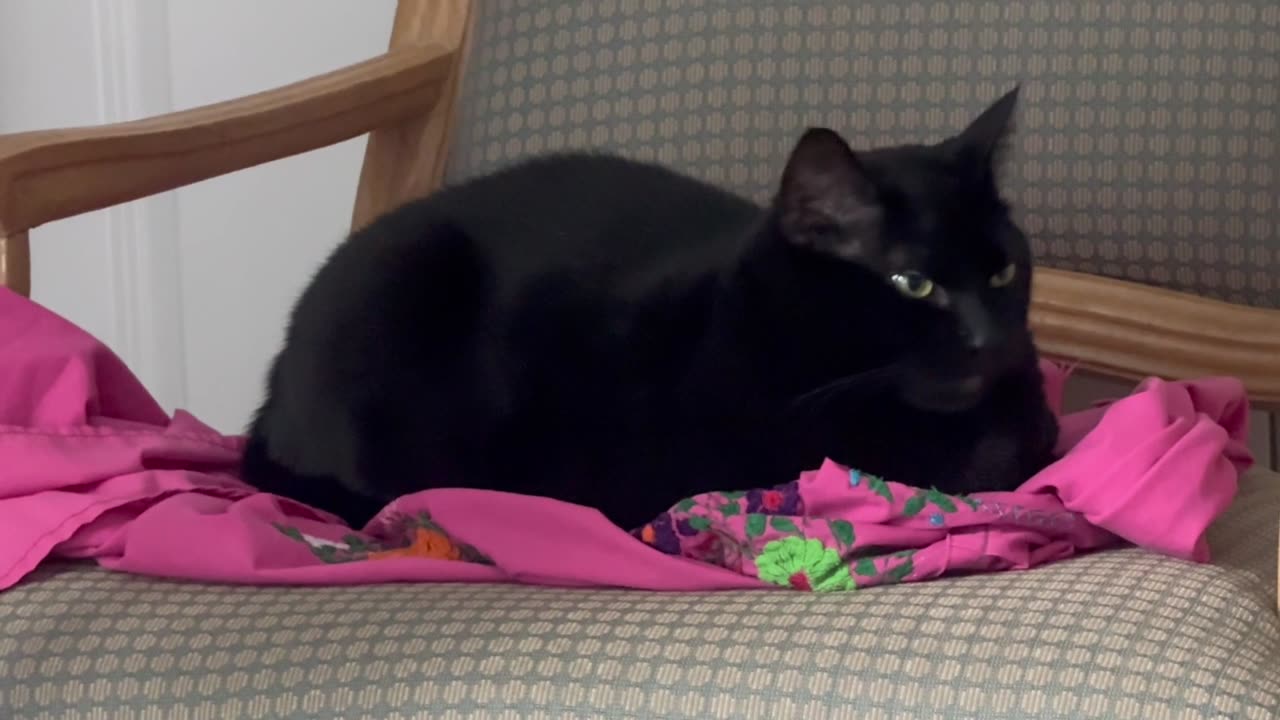 Cute Precious Piper Looks Sweetly at the Camera - Adopting a Cat from a Shelter Vlog