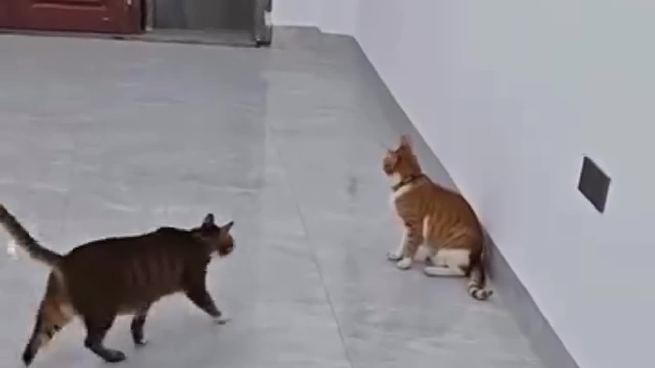 Shaolin Kung Fu cat