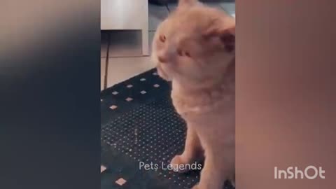 Funny pets 😂 comedy video