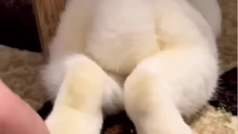 Funny Animals Videos Funniest Cats and Dogs 2025