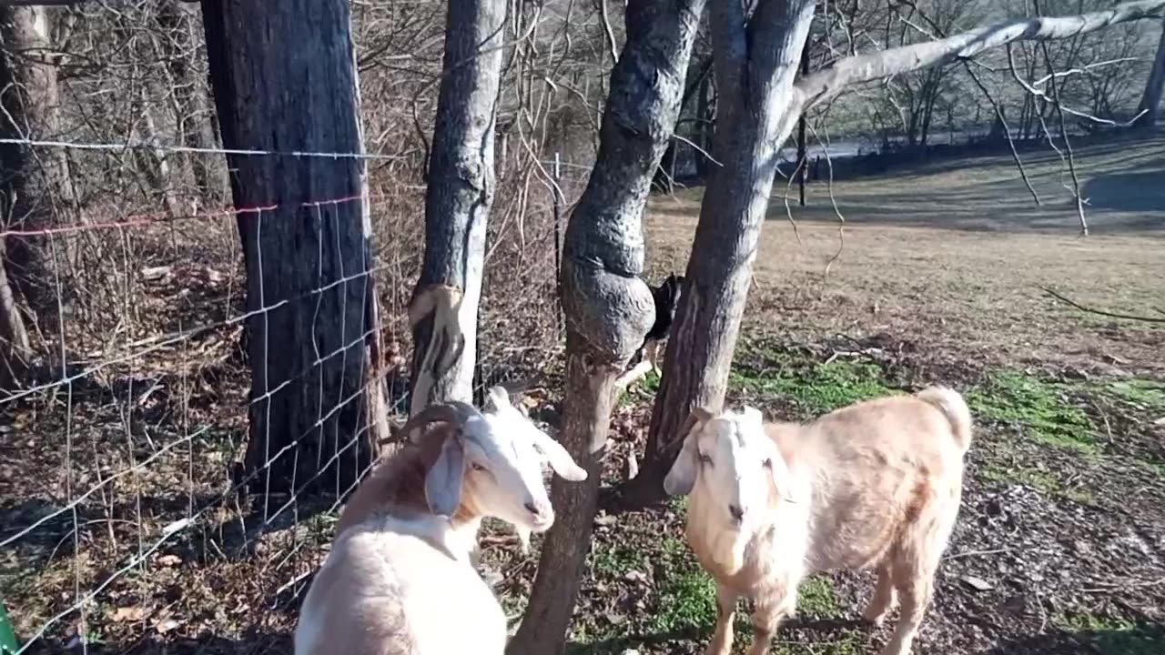 Goats kill trees.