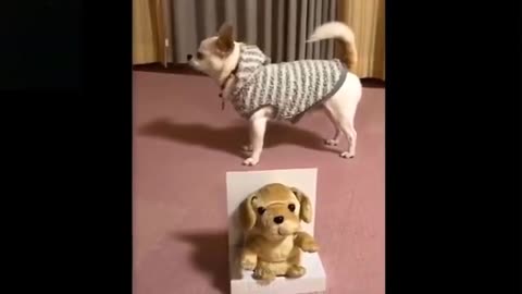Cute Dog