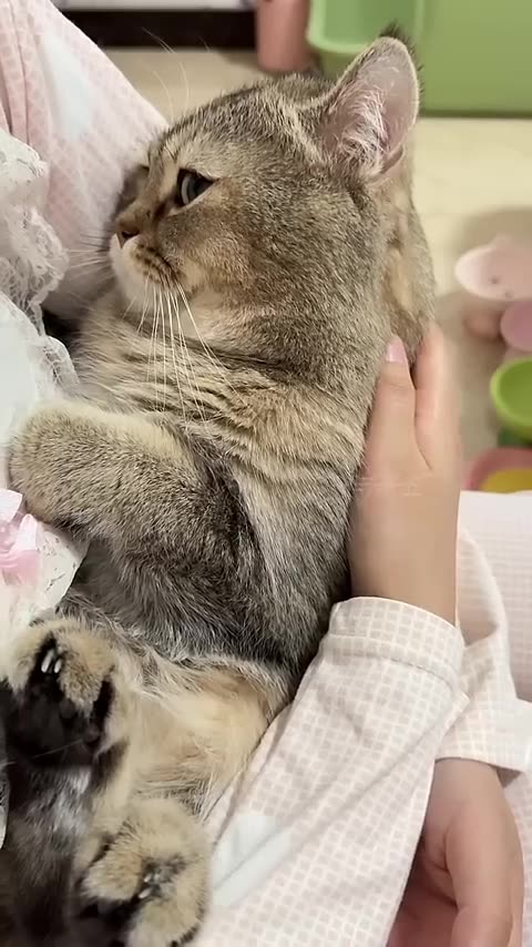 Eats melon so elegantly cat