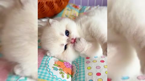 Cute Cat Video Collection