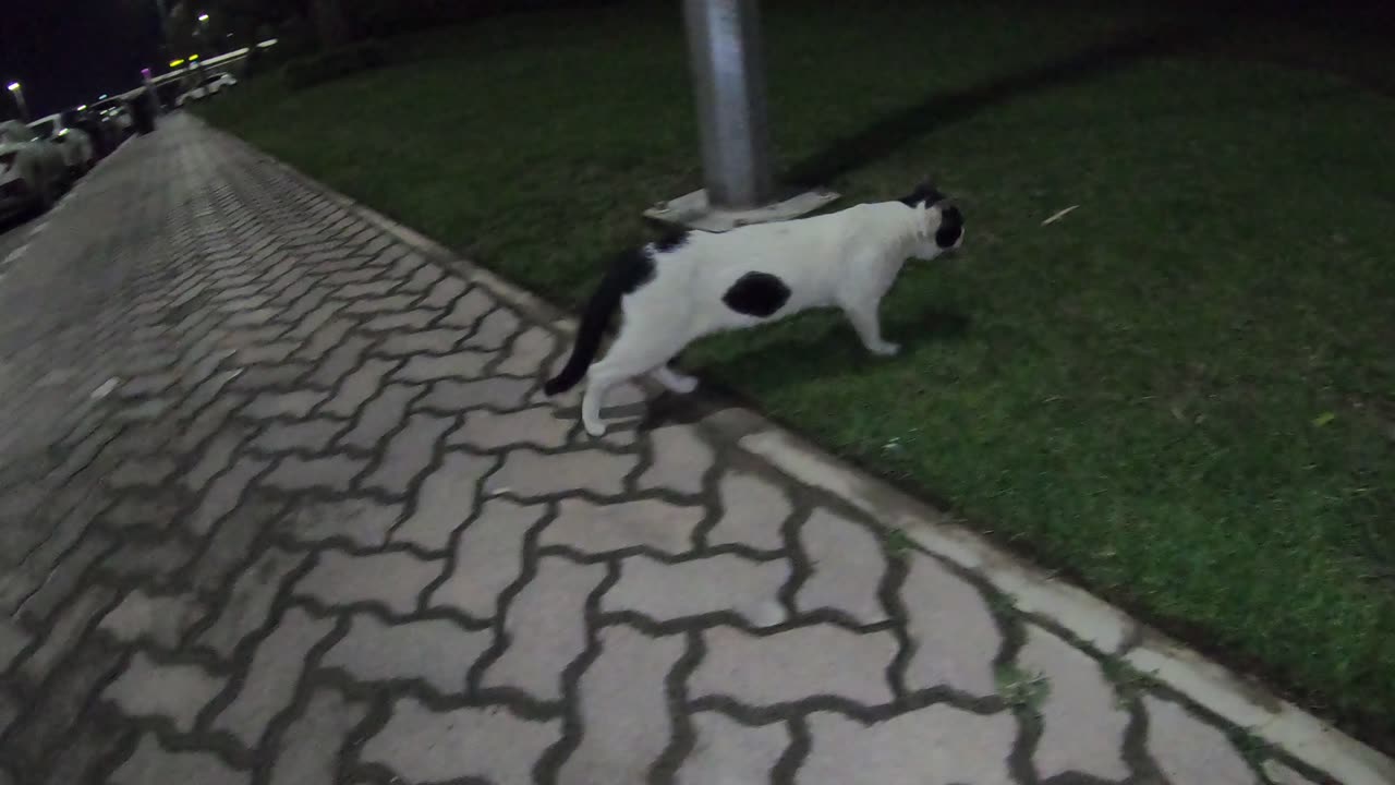 Homeless cat in Ras Al Khaimah, UAE: EMINEM #cat #cats #Eminem #foryou #UAE #pets #pet #viral #4u